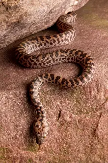 Snake Prints: Spotted Python (Antaresia maculosa)