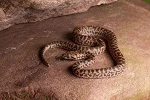 Snake Prints: Spotted Python (Antaresia maculosa)