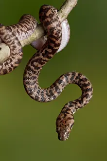 Spotted Prints: Spotted Python (Antaresia maculosa) on branch