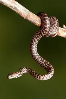 Spotted Prints: Spotted Python (Antaresia maculosa) on branch