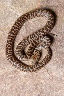 Snake Prints: Spotted Python (Antaresia maculosa) top view
