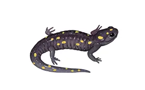 Ambystoma Prints: Spotted Salamander