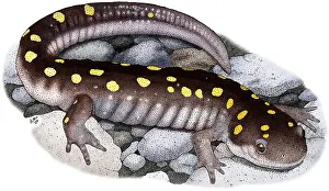 Vertebrata Prints: Spotted Salamander