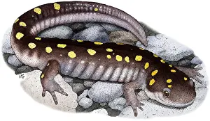 Spotted Prints: Spotted Salamander
