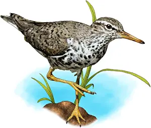 Macularius Prints: Spotted sandpiper