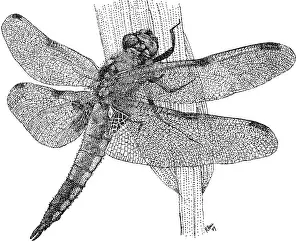 Libellulidae Prints: Four Spotted Skimmer Dragonfly