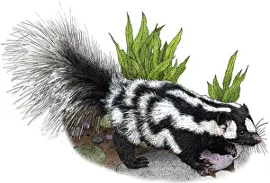Spotted Prints: Spotted Skunk