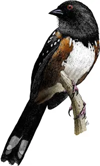 Spotted Prints: Spotted Towhee