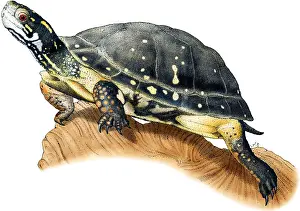 Spotted Prints: Spotted Turtle