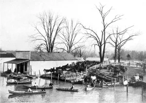 Cattle Prints: Spring Flood, 1903