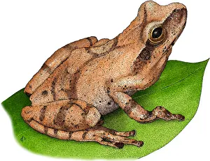 Spring Prints: Spring Peeper