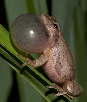 Behavior Prints: Spring Peeper, Hyla Crucifer, Mating Call