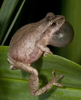 Behavior Prints: Spring Peeper, Hyla Crucifer, Mating Call