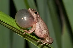 Behavior Prints: Spring Peeper, Hyla Crucifer, Mating Call