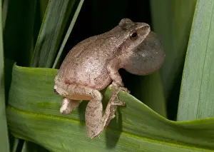 Behavior Prints: Spring Peeper, Hyla Crucifer, Mating Call