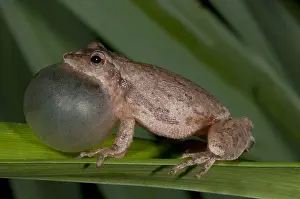 Behavior Prints: Spring Peeper, Hyla Crucifer, Mating Call