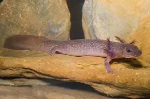 Spring Prints: Spring Salamander