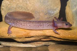 Spring Prints: Spring Salamander