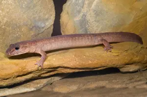 Spring Prints: Spring Salamander