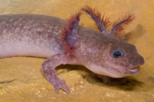 Spring Prints: Spring Salamander