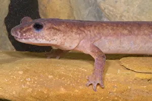 Spring Prints: Spring Salamander
