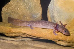 Spring Prints: Spring Salamander