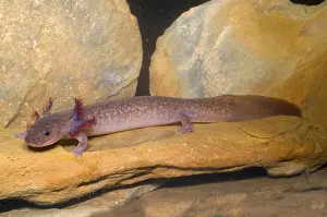 Spring Prints: Spring Salamander