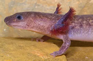 West Prints: Spring Salamander