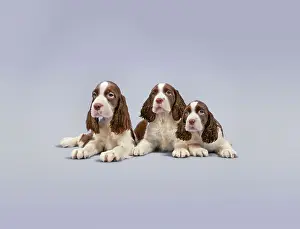 Puppy Prints: Springer Spaniel