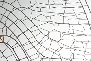 Pattern Prints: Springtime Darner dragonfly wing