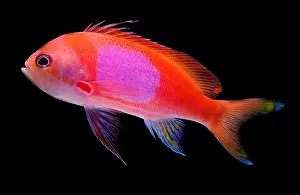 Community Prints: Square Pink Anthias