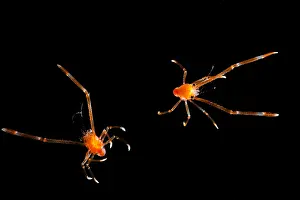 Decapod Prints: Squat Lobsters (Munida sp.)