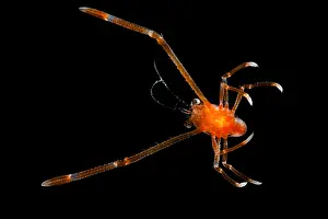 Decapod Prints: Squat Lobsters (Munida sp.)