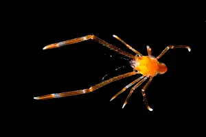 Decapod Prints: Squat Lobsters (Munida sp.)