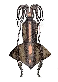 Monster Prints: Squid, Deep Sea Cephalopod