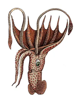 Monster Prints: Squid, Deep Sea Cephalopod