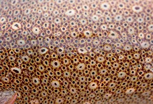 Pattern Prints: Squid Skin