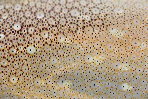 Pattern Prints: Squid Skin
