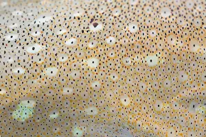 Pattern Prints: Squid Skin