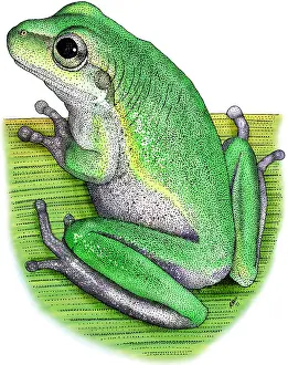 Treefrogs Prints: Squirrel Treefrog