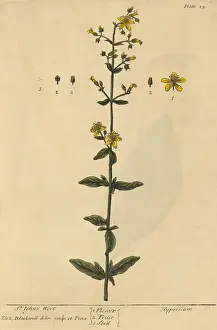 Weed Prints: St John's Wort, Medicinal Plant, 1737
