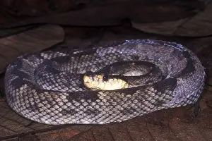 Serpent Prints: St. Lucia Pit Viper