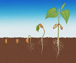 Root Prints: Stages of Germination
