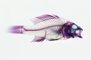 Rock Prints: Stained Rockbass Fish