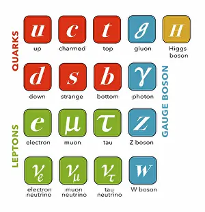 Gauge Prints: Standard Model, Particle Physics