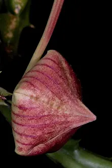 Beetle Prints: Stapelia Bud