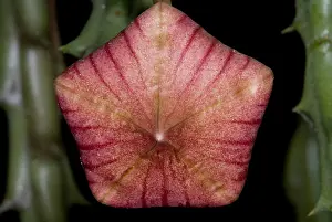Stapelia Bud