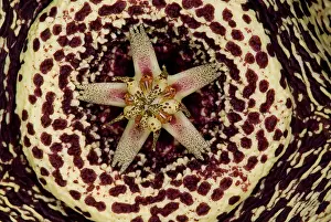 Beetle Prints: Stapelia Flower