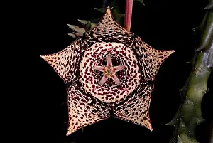 Nature Prints: Stapelia Flower