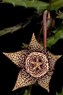 Beetle Prints: Stapelia Flower